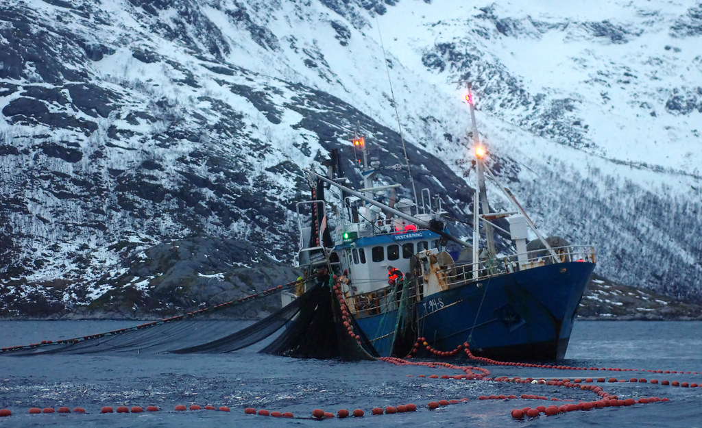 Bateau de pêche relevant ses filets dans un fjord bordé de montagnes enneigées