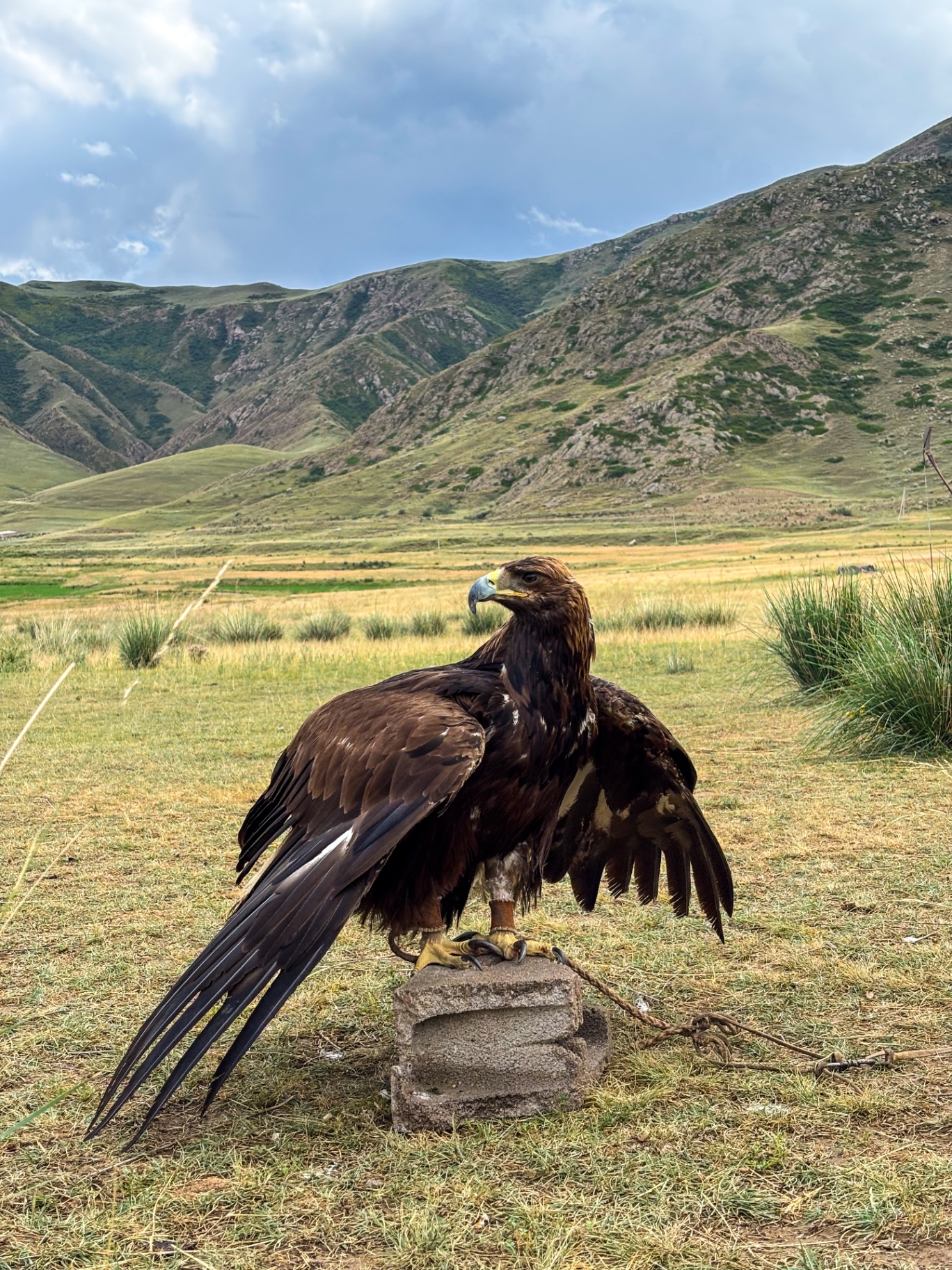 Aigle royal posé au sol devant les montagnes