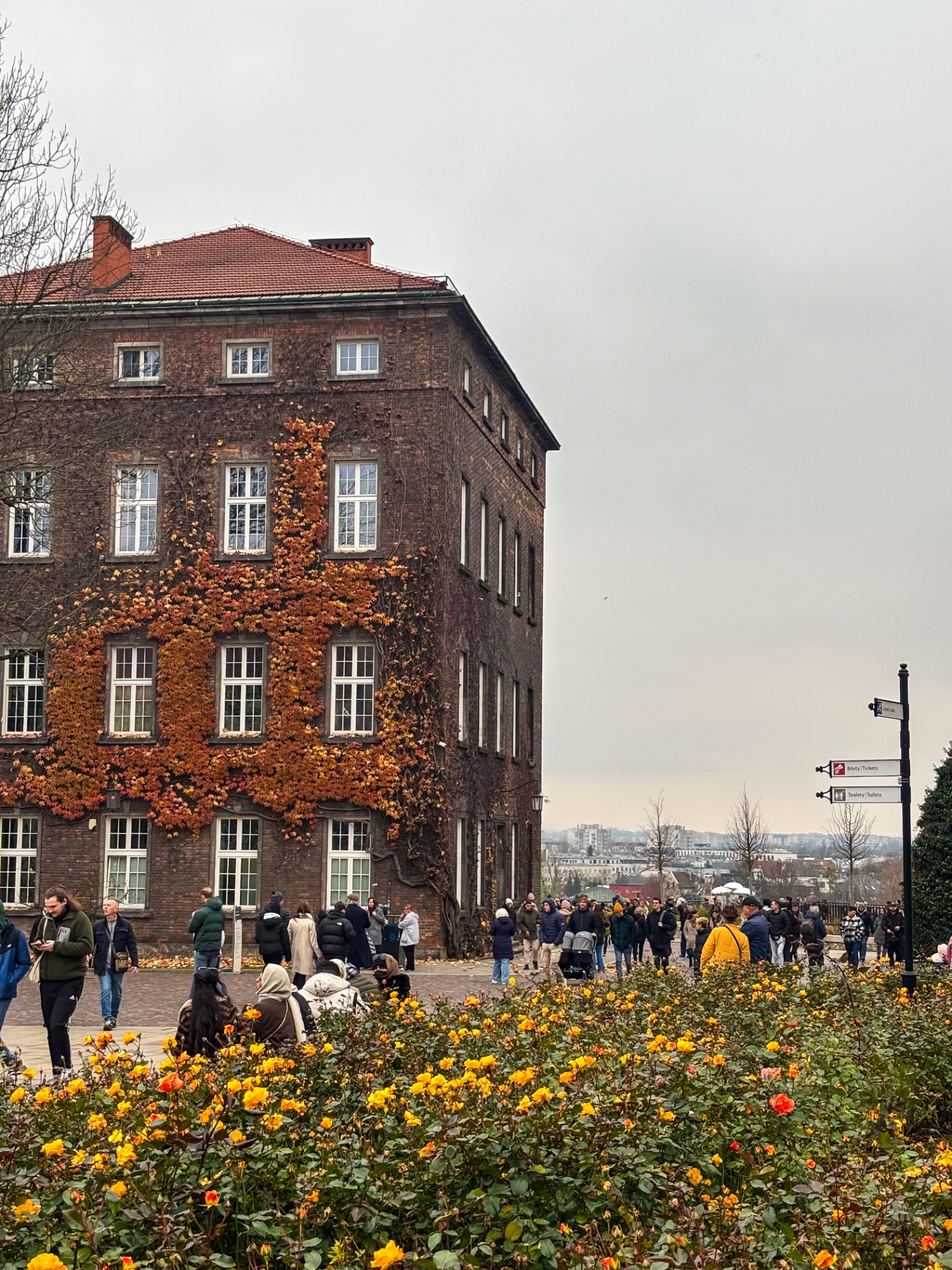 Façade de brique couverte de vigne vierge automnale devant des rosiers jaunes au Wawel