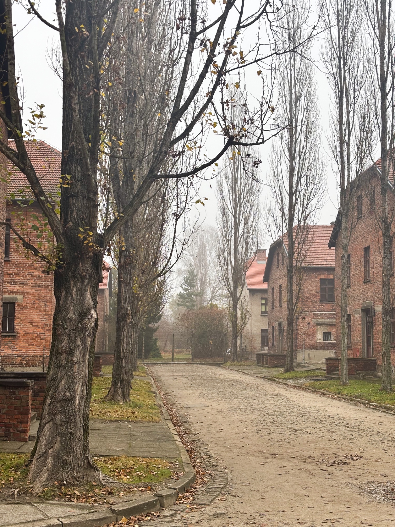 Allée bordée d'arbres entre les baraquements en briques du camp d'Auschwitz I