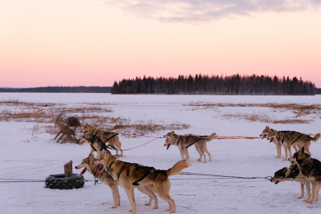Attelage de chiens de traîneau au bord d’un lac gelé dans la lumière rose de l’Arctique