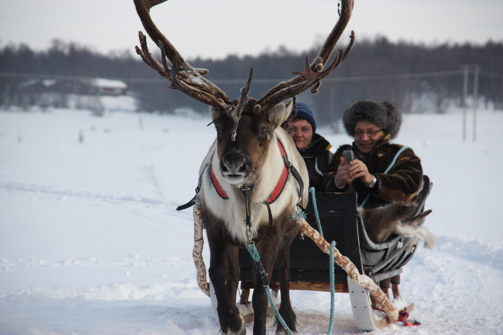 Éleveurs en habit traditionnel avec un renne attelé à un traîneau sur un plateau enneigé