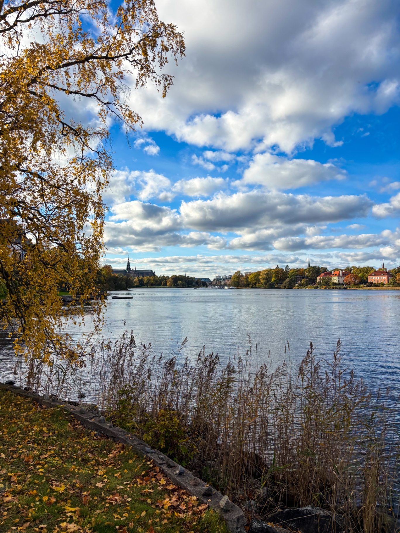 Rive automnale à Stockholm : bouleaux dorés, roseaux et façades au bord de l’eau