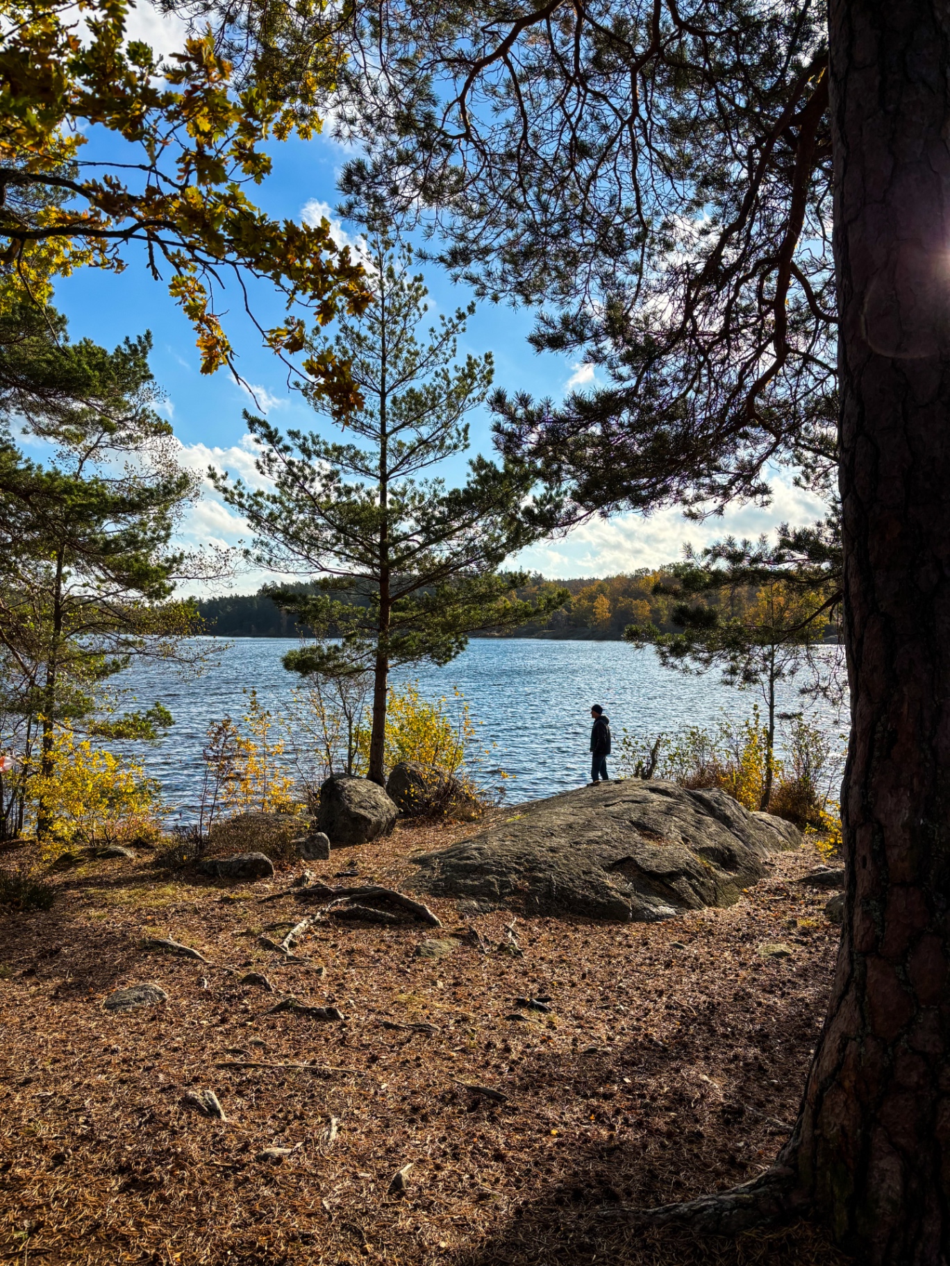 Sentier de rive entre troncs de pins, feuilles d’automne et rocher, réserve de Nacka