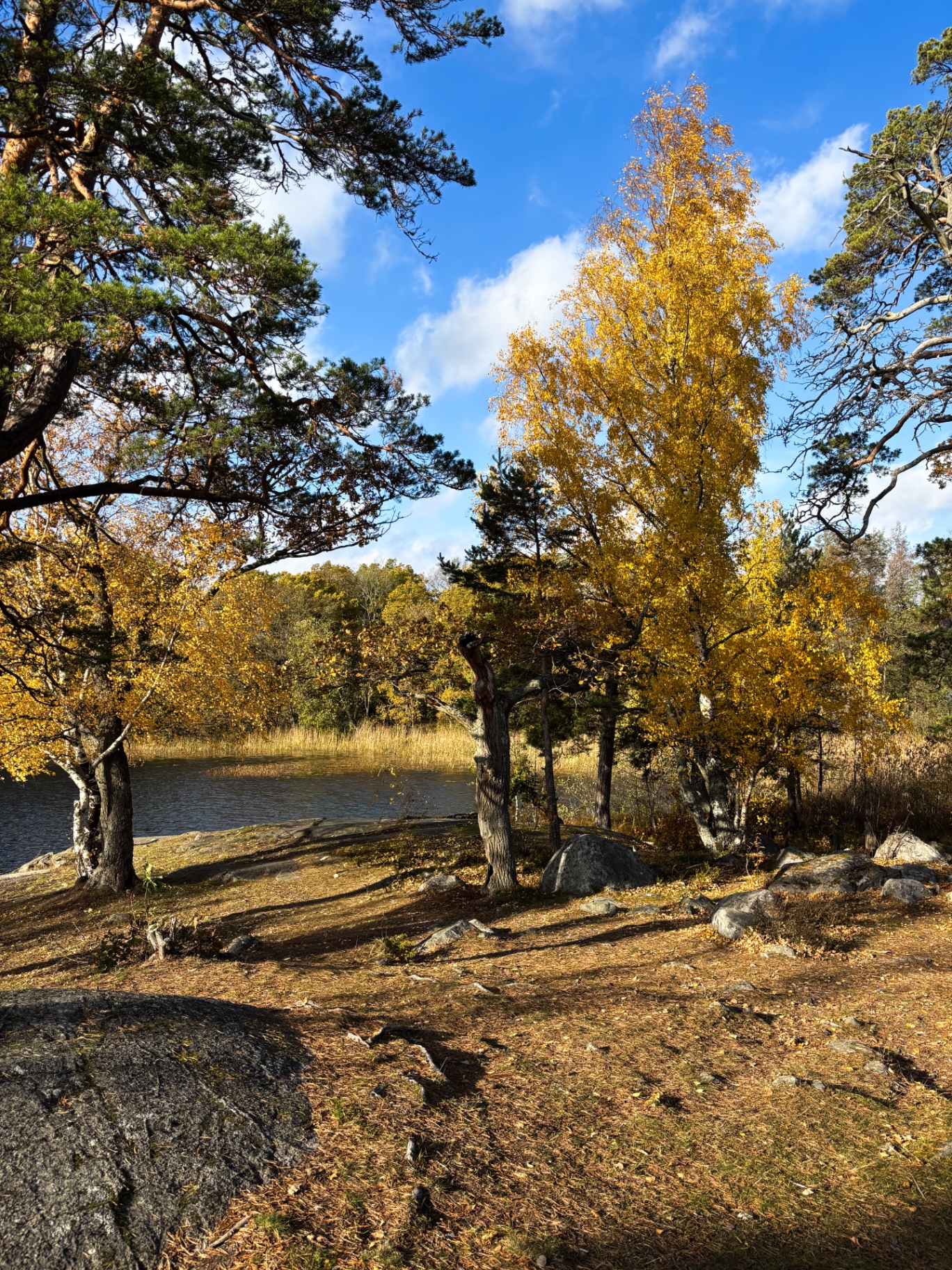 Bouleaux dorés sur une pelouse de feuilles mortes, au bord d’un lac de la réserve de Nacka