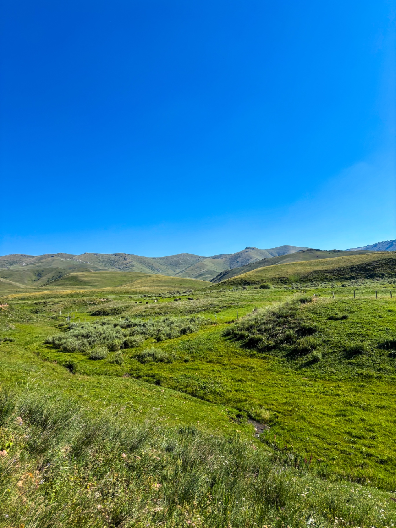 Immense plateau verdoyant cerné de collines au Kirghizistan