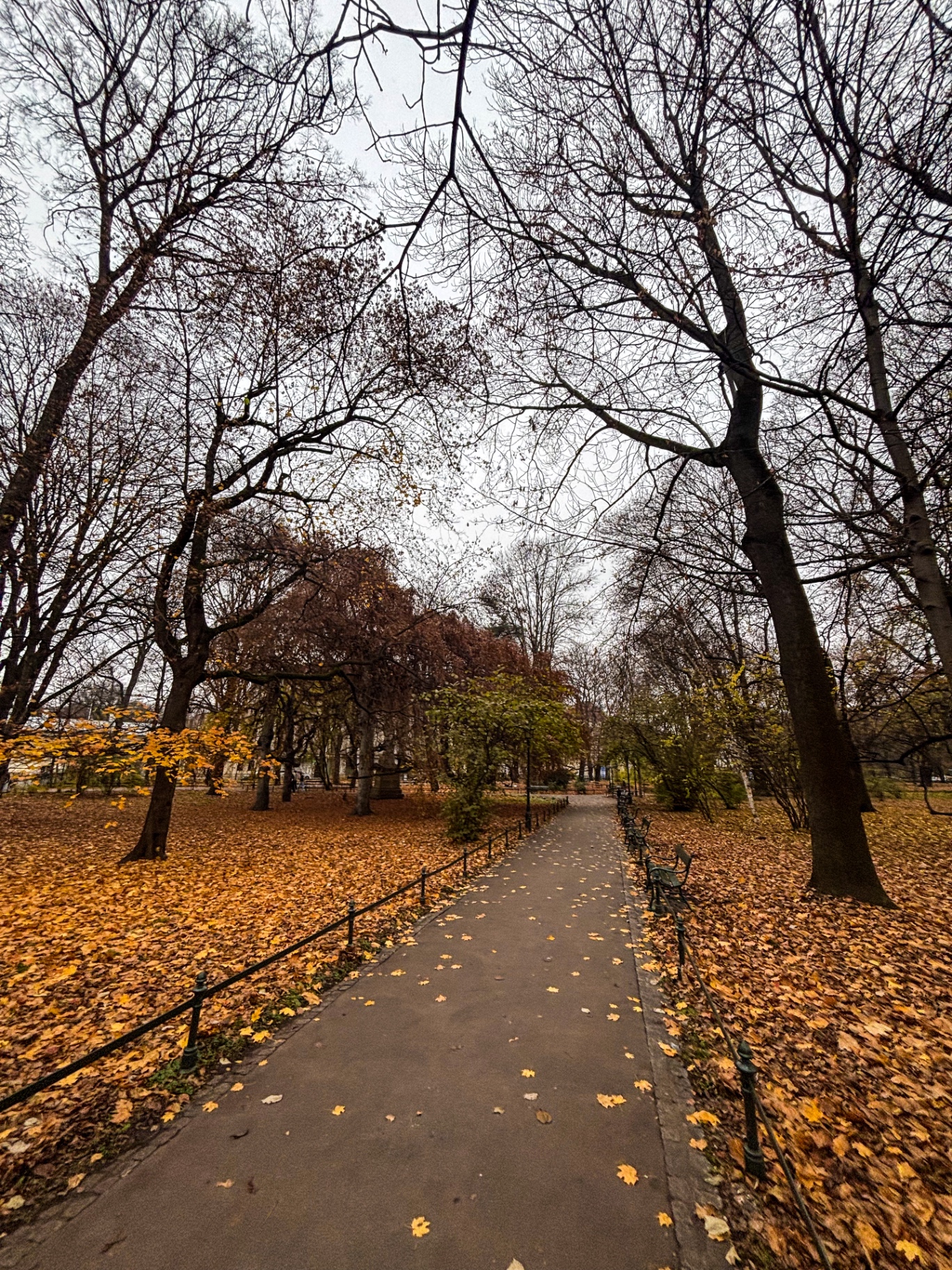 Allée du Planty jonchée de feuilles mortes, sous les arbres nus de l'automne