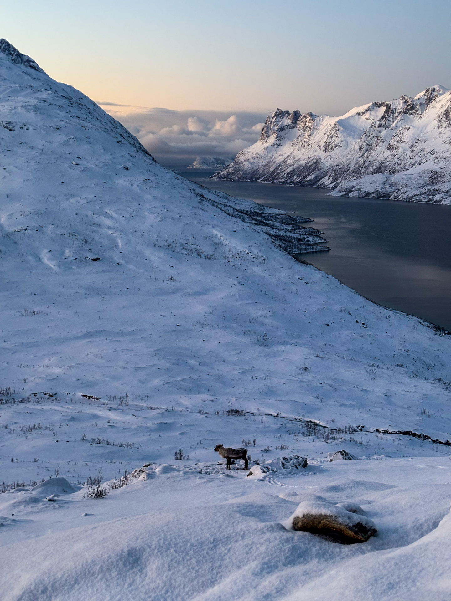 Renne sauvage seul dans la neige, dominé par les sommets enneigés et le fjord de Kvaløya