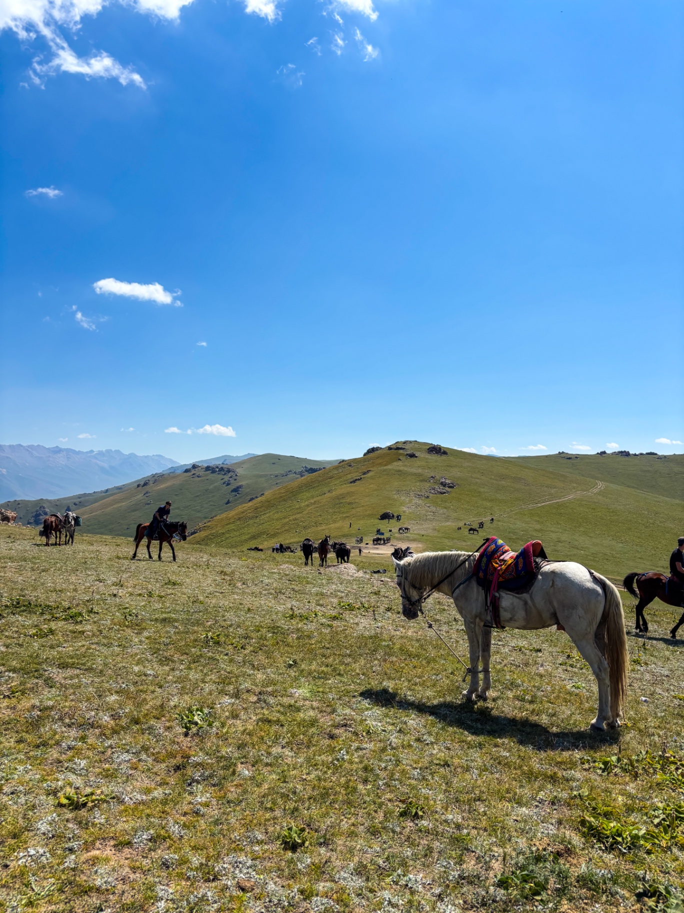 Chevaux sellés à l’arrêt sur un plateau d’altitude