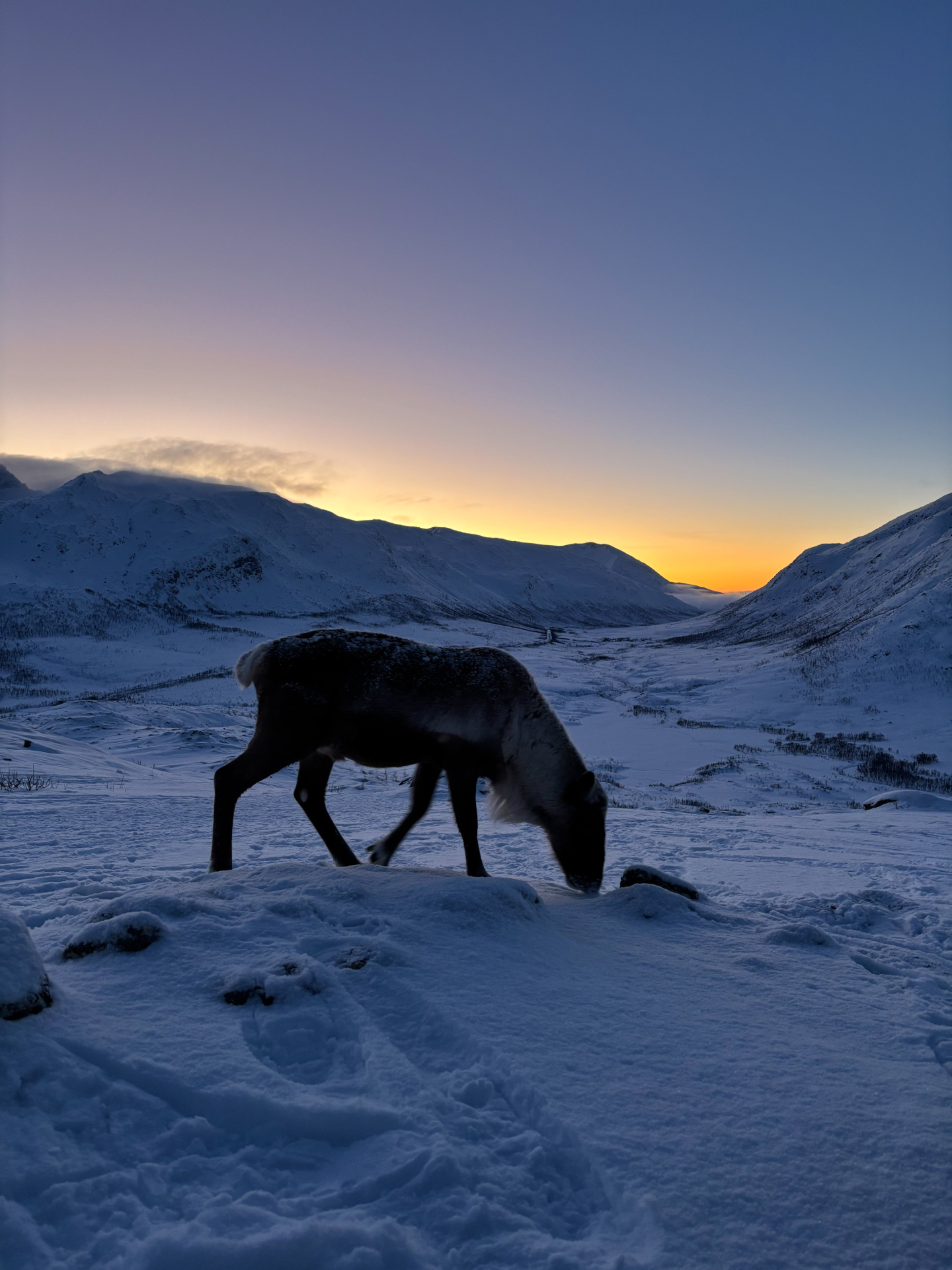 Renne en silhouetté devant les montagnes enneigées de Kvaløya au coucher du soleil