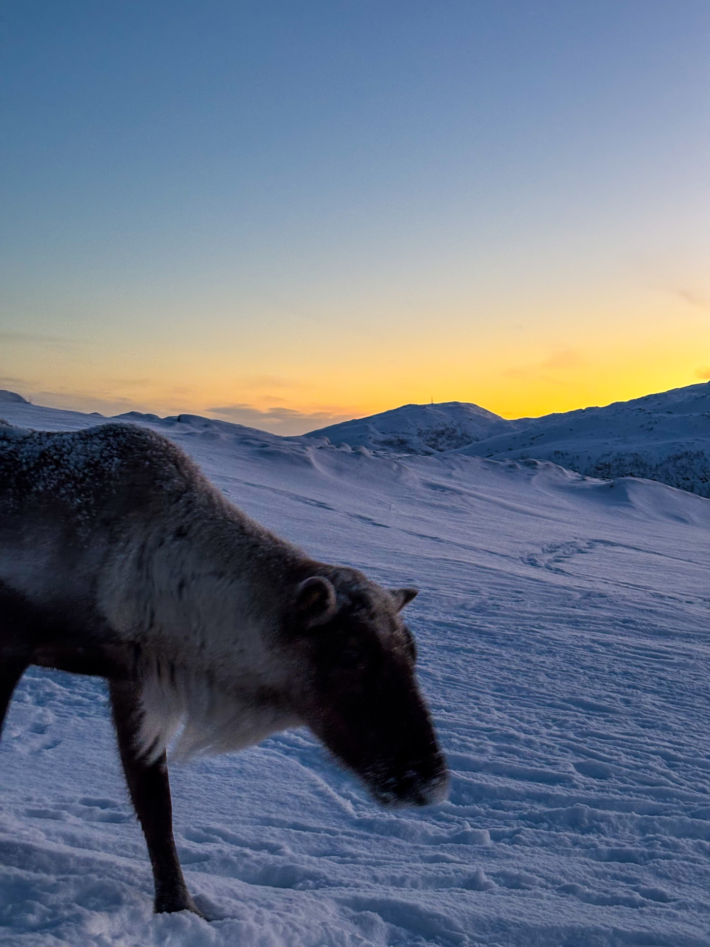 Renne sauvage broutant la neige au crépuscule sur Kvaløya