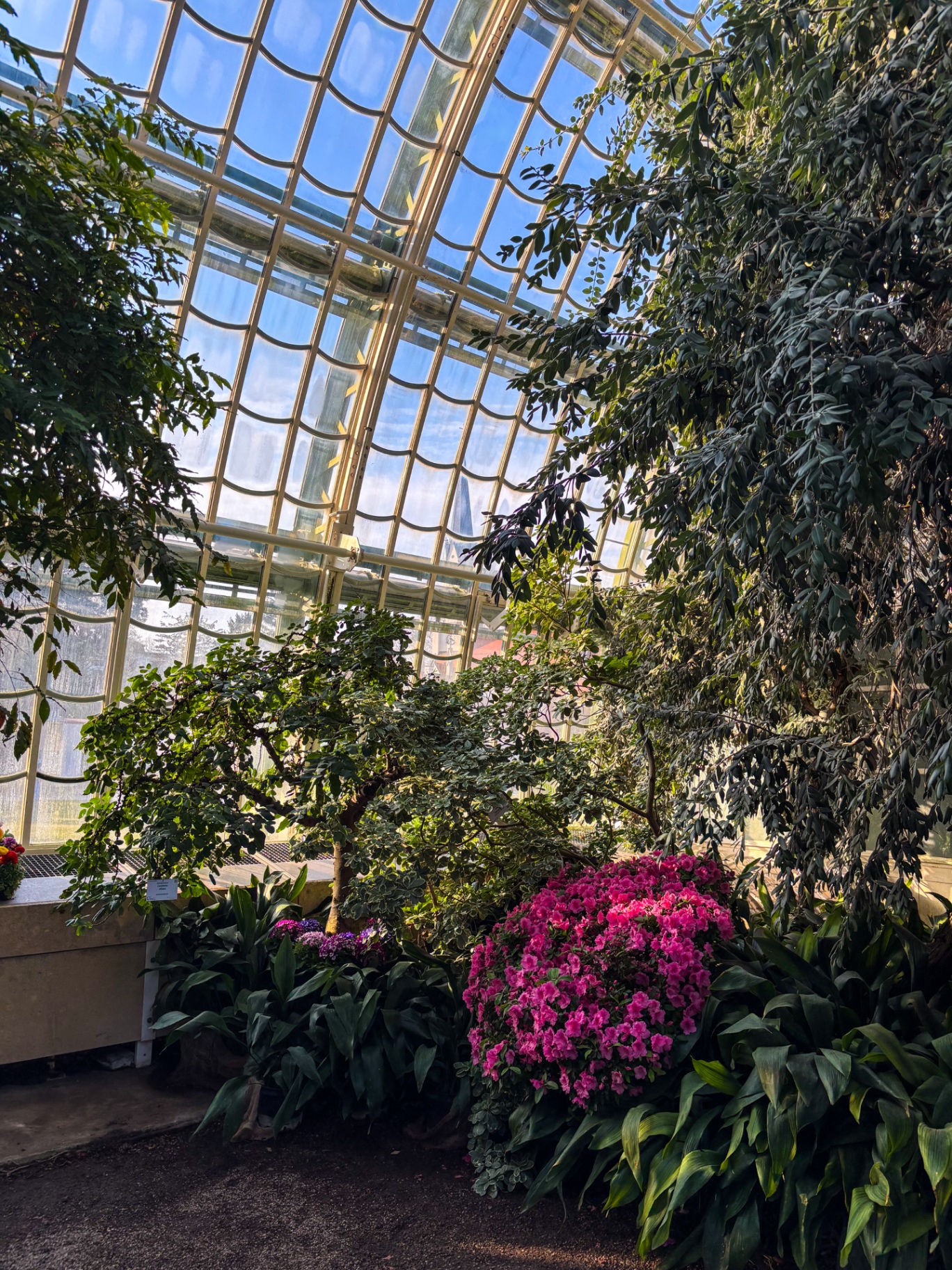 Intérieur de la Grande Serre de Schönbrunn sous sa verrière aux vitres ondulées, arbres et azalées en fleurs